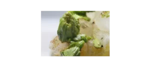 Piromorfit