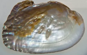 Sedef Taşı (Mother of Pearl - Nacre)