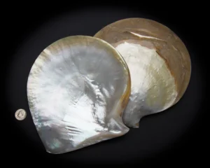 Sedef Taşı (Mother of Pearl - Nacre)